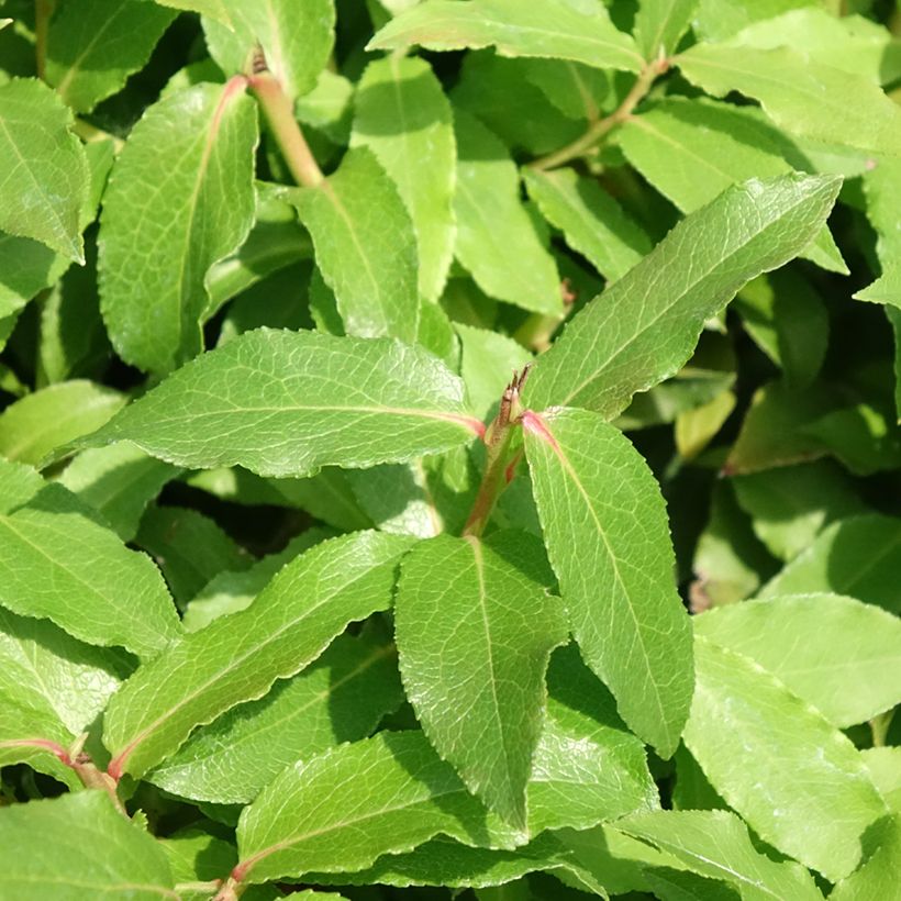 Amerikanische Blaubeere Lucky Berry - Vaccinium corymbosum (Foliage)