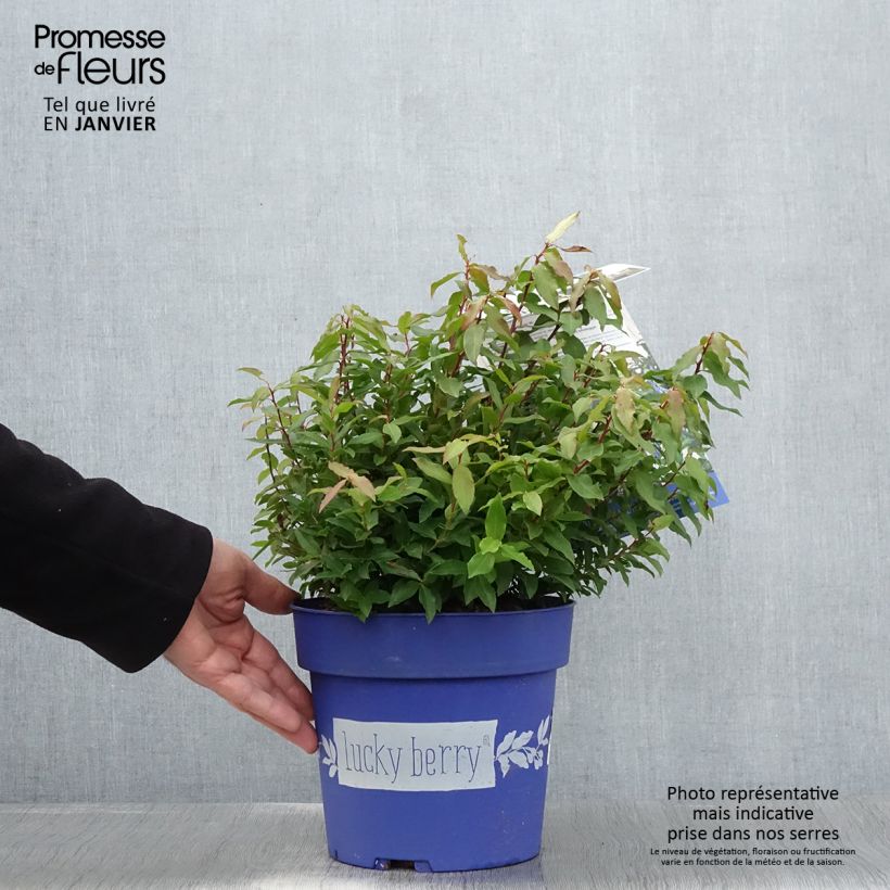 Exemplar von Amerikanische Blaubeere Lucky Berry - Vaccinium corymbosum Topf mit 4L/5L, Strauch/Busch, mehrstämmig wie im Winter geliefert