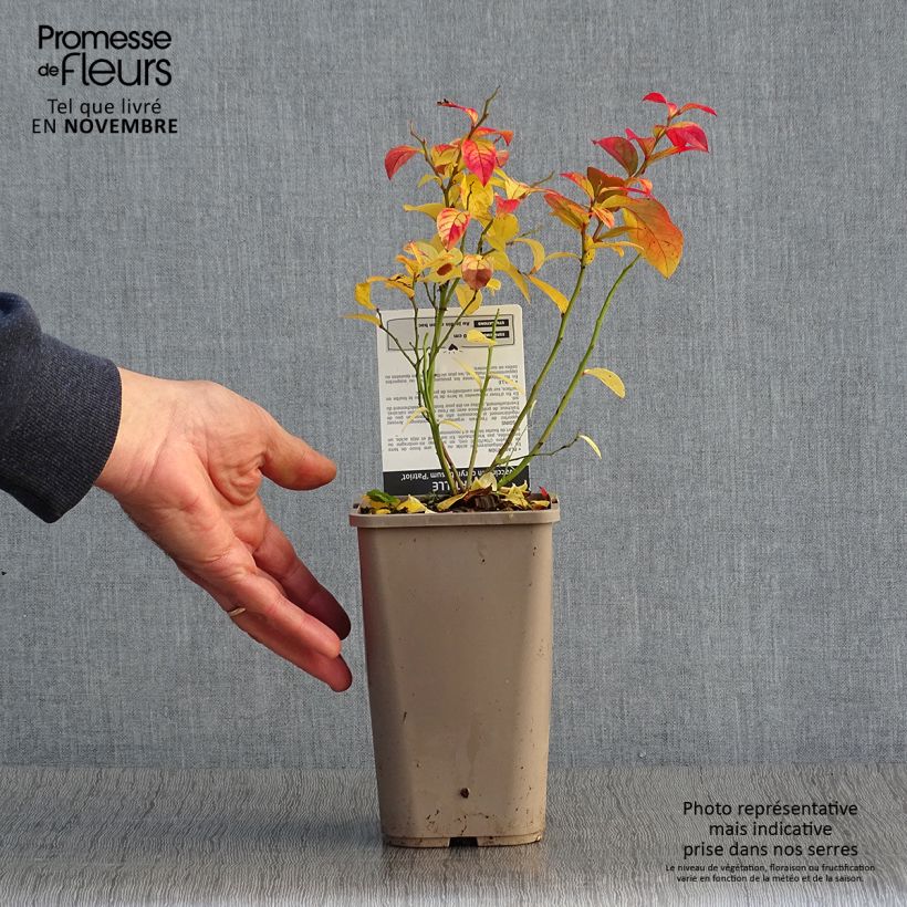 Example of Amerikanische Blaubeere Patriot - Vaccinium corymbosum x myrtillus Topf mit 1,5L/2L, Strauch as you get in automne