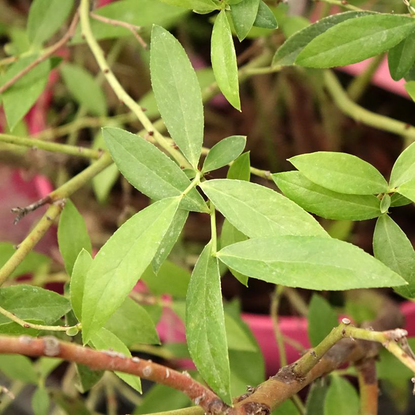 Amerikanische Blaubeere Pink Berry - Vaccinium corymbosum x ashei (Foliage)