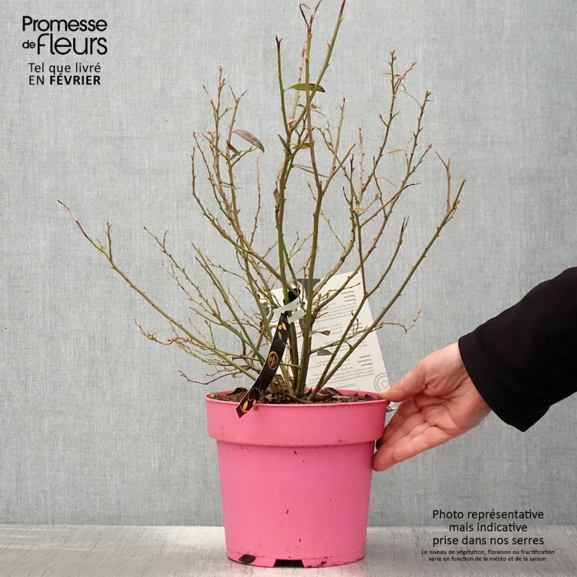 Exemplar von Amerikanische Blaubeere Pink Berry - Vaccinium corymbosum x ashei Topf mit 2L/3L, Strauch/Busch, mehrstämmig wie im Winter geliefert