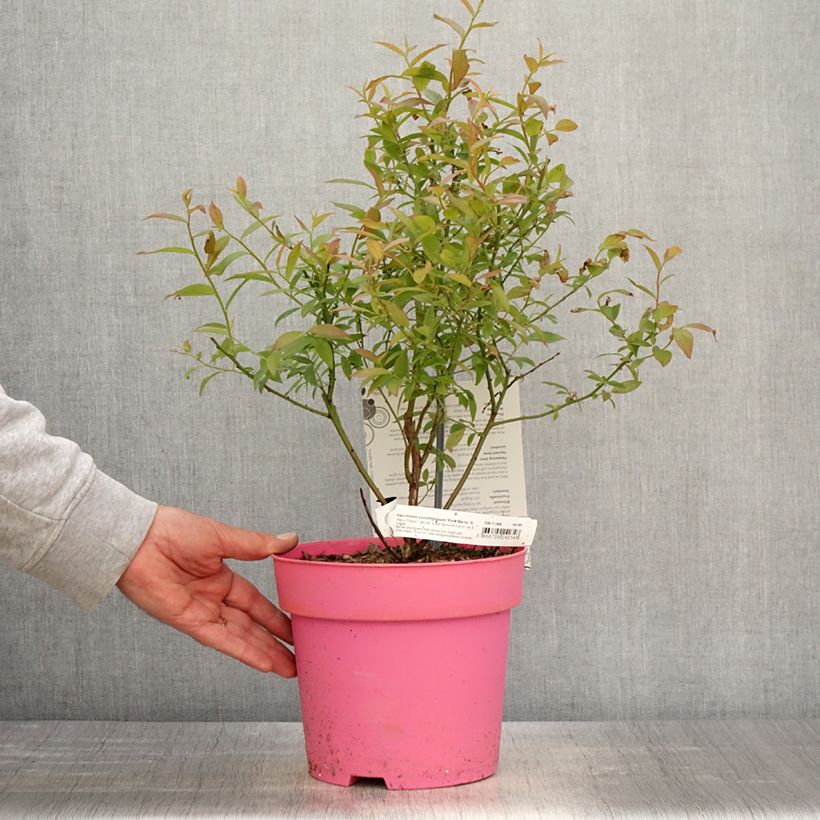 Exemplar von Amerikanische Blaubeere Pink Berry - Vaccinium corymbosum x ashei Topf mit 2L/3L, Strauch/Busch, mehrstämmig wie im Frühjahr geliefert