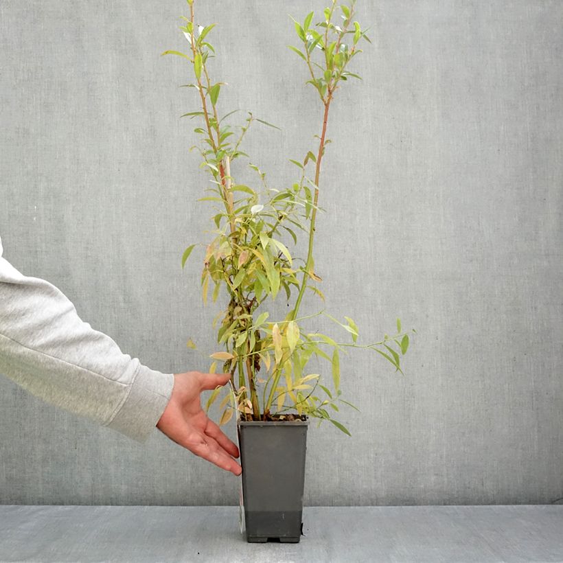 Exemplar von Amerikanische Blaubeere Pink Berry - Vaccinium corymbosum x ashei Topf mit 2L/3L, Strauch/Busch, mehrstämmig wie im Herbst geliefert