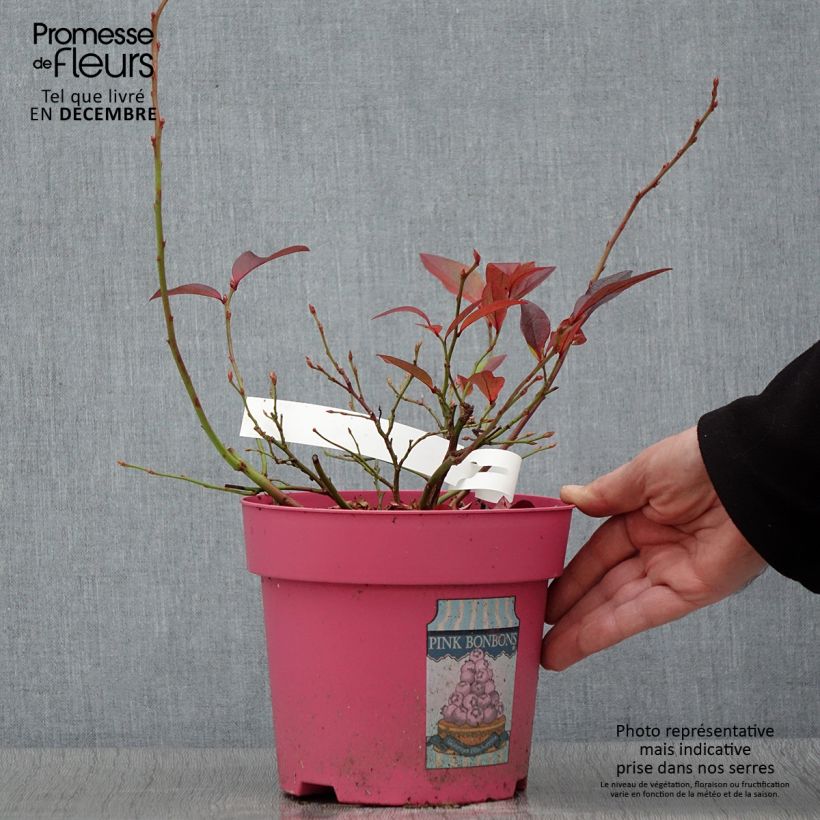 Example of Amerikanische Blaubeere Pink Bonbons - Vaccinium corymbosum Topf mit 2L/3L as you get in automne