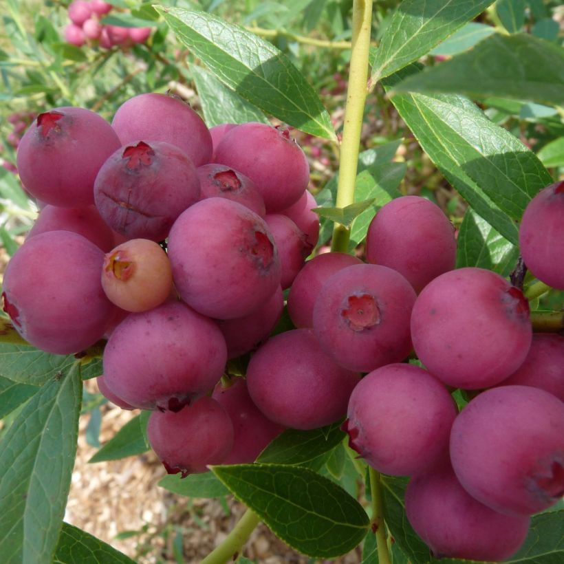 Heidelbeere Pink Lemonade - Vaccinium (Harvest)