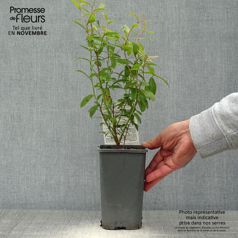 Example of Heidelbeere Pink Lemonade Bio - Vaccinium Topf mit 1,5L/2L, Strauch as you get in automne