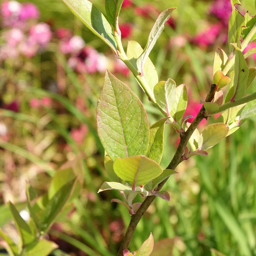 Amerikanische Blaubeere Reka Bio - Vaccinium corymbosum (Foliage)