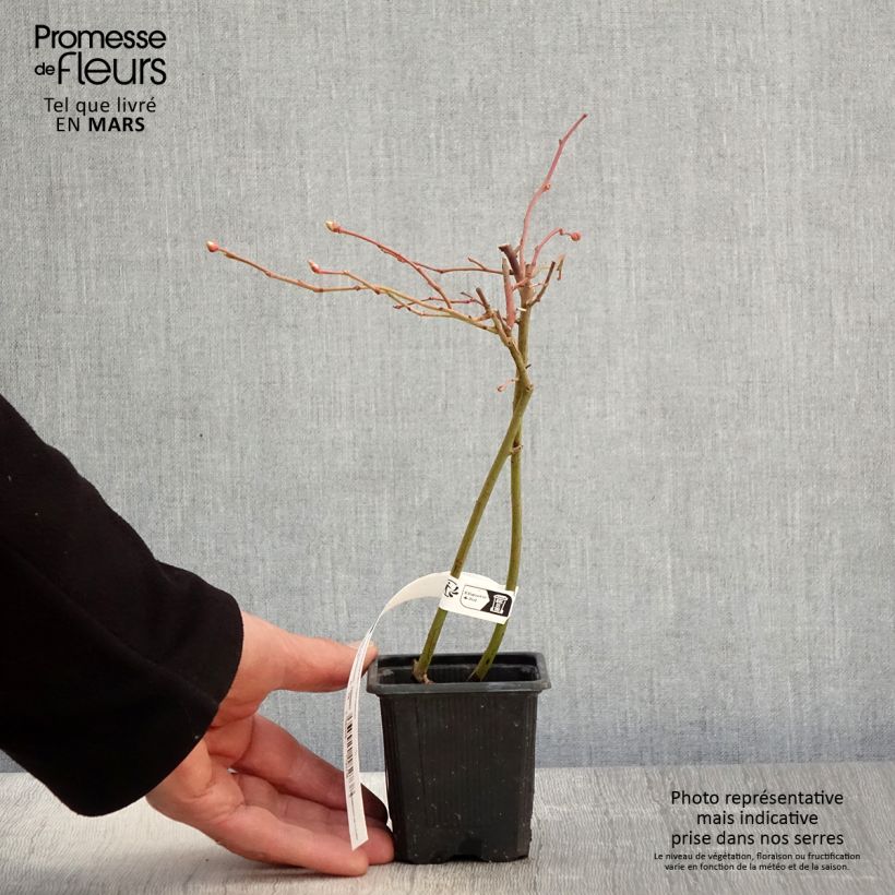 Exemplar von Amerikanische Blaubeere Yello!Berryblue 'Andval1601' - Vaccinium corymbosum Kleine Töpfe von 8/9 cm, Strauch wie im Frühjahr geliefert