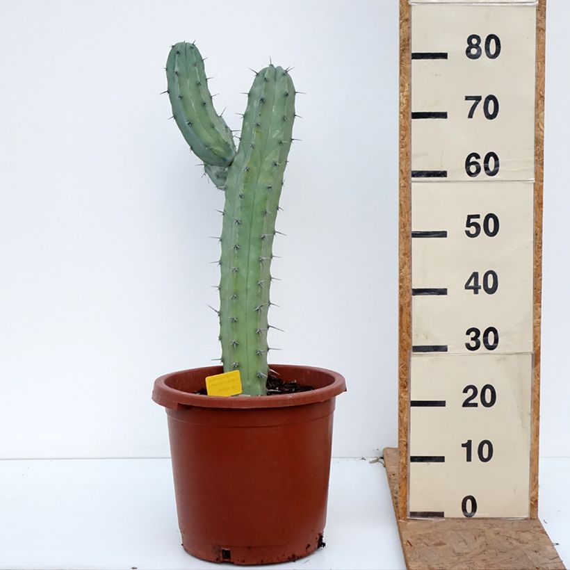 Exemplar von Myrtillocactus geometrizans Topf mit 12L/15L wie im Herbst geliefert