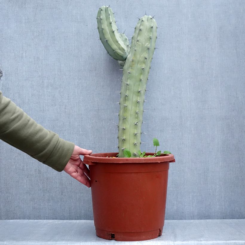 Exemplar von Myrtillocactus geometrizans Topf mit 12L/15L wie im Winter geliefert