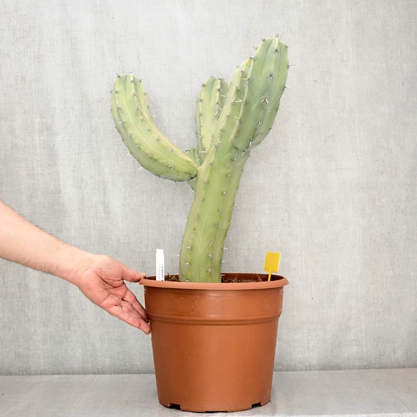 Exemplar von Myrtillocactus geometrizans Topf mit 12L/15L wie im Frühjahr geliefert