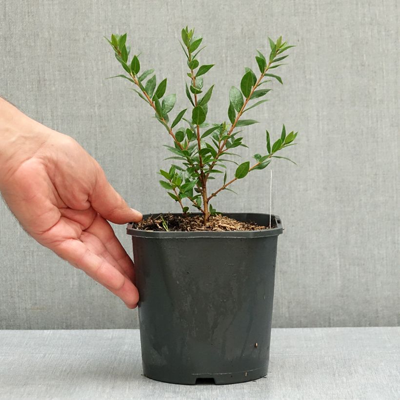 Exemplar von Myrtus communis Topf mit 2L/3L wie im Sommer geliefert