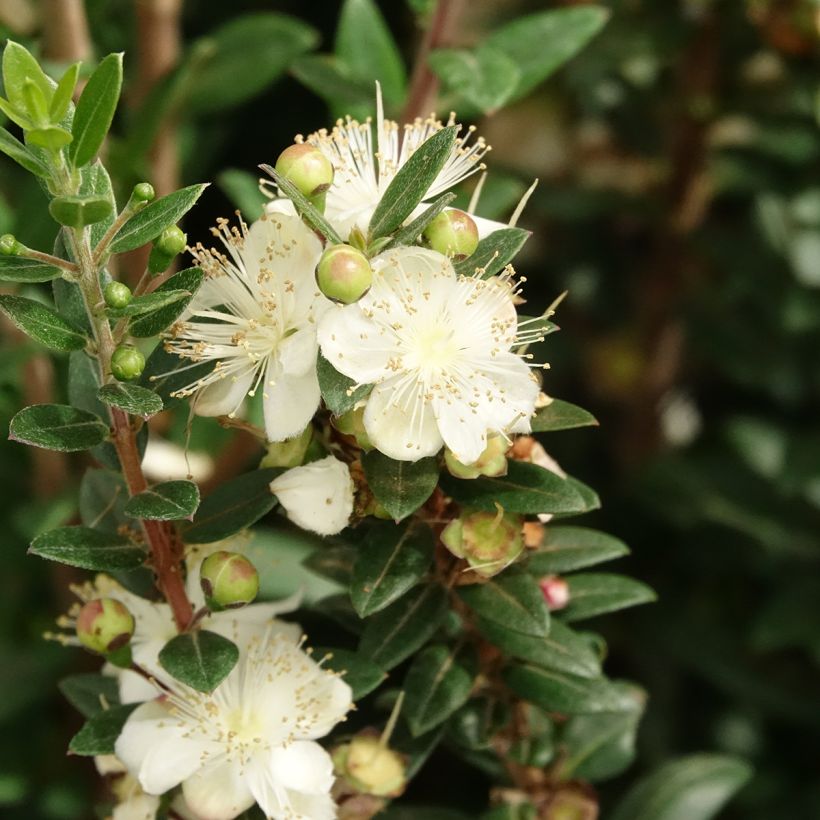 Myrtus communis subsp.tarentina (Blüte)