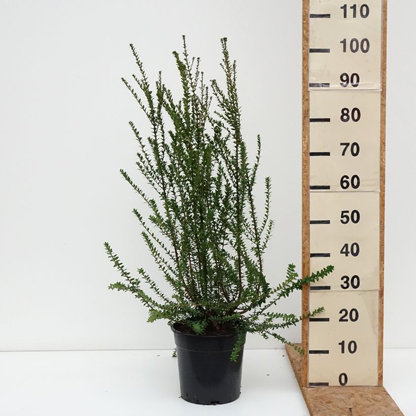Exemplar von Myrtus communis subsp.tarentina Topf mit 7,5L/10L wie im Herbst geliefert