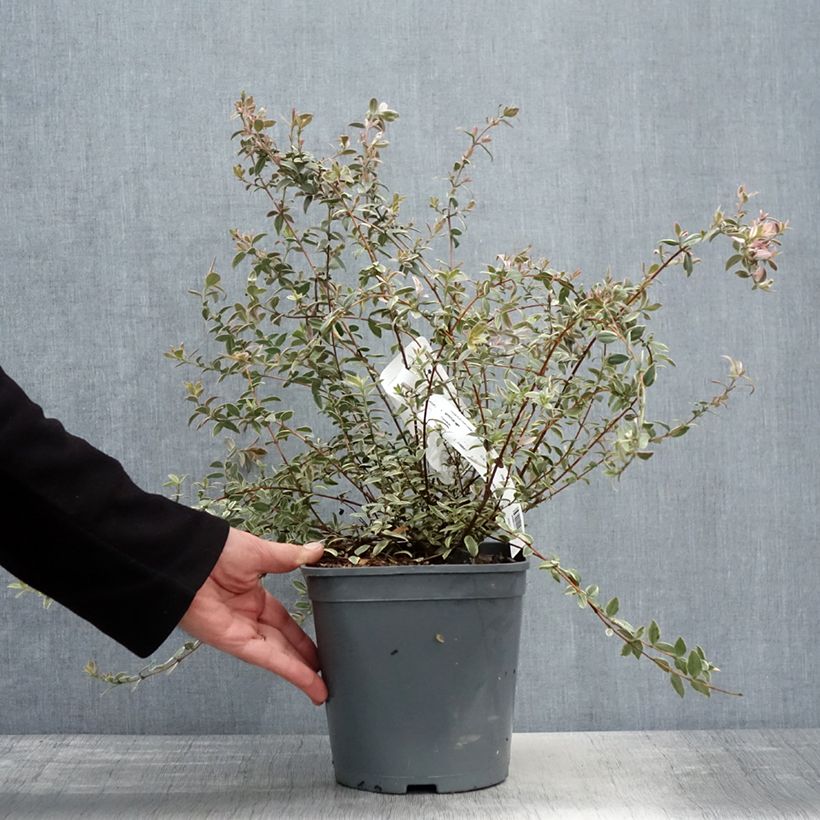 Exemplar von Myrtus ugni Flambeau - Chilenische Guave Topf mit 3L/4L wie im Frühjahr geliefert