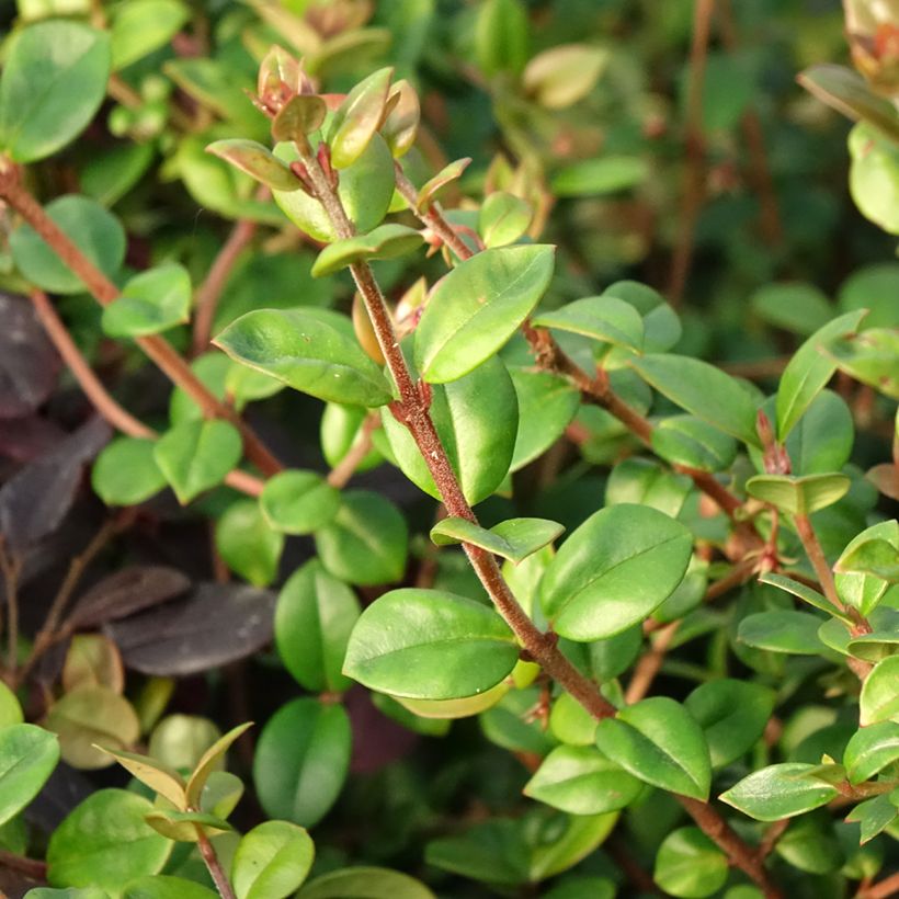 Myrtus ugni Elite - Chilenische Guave (Foliage)