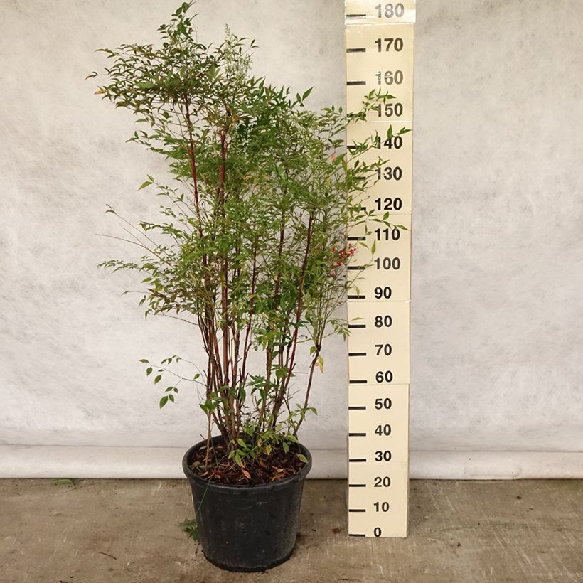 Exemplar von Himmelsbambus - Nandina domestica Topf mit 18L/20L wie im Sommer geliefert
