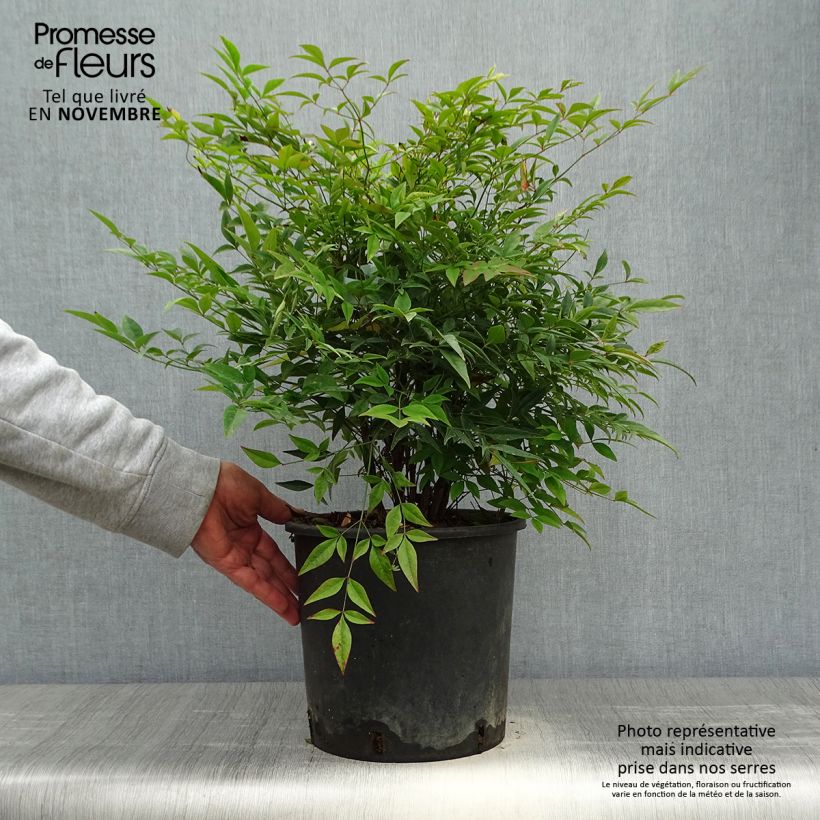 Example of Himmelsbambus - Nandina domestica Topf mit 7,5L/10L as you get in automne
