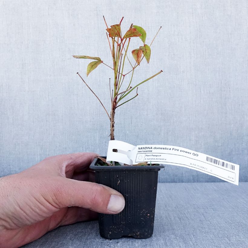 Exemplar von Nandina domestica Fire Power - Himmelsbambus Kleine Töpfe von 8/9 cm wie im Frühjahr geliefert