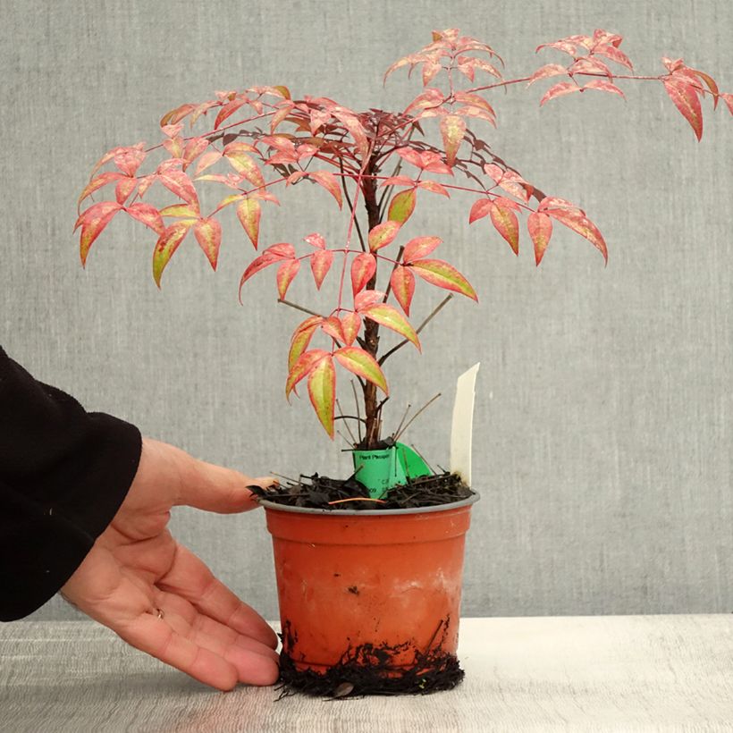 Example of Nandina domestica FLIRT Murasaki - Himmelsbambus Topf 12 cm / 13 cm as you get in automne