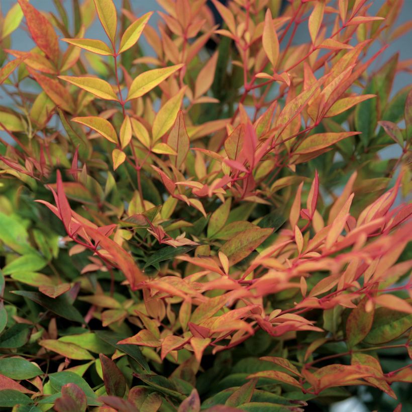 Nandina domestica Gulf Stream - Himmelsbambus (Foliage)