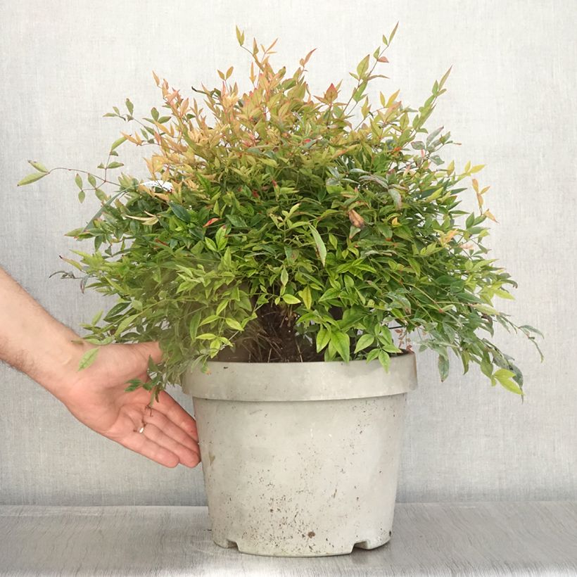 Example of Nandina domestica Gulf Stream - Himmelsbambus Topf mit 7,5L/10L as you get in automne