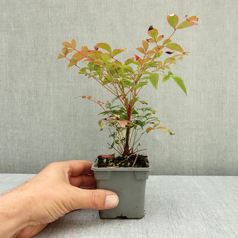 Exemplar von Nandina domestica Gulf Stream - Himmelsbambus Kleine Töpfe von 8/9 cm wie im Sommer geliefert