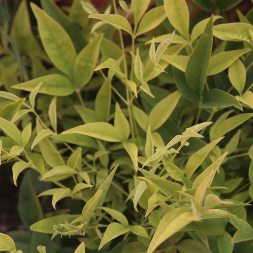 Nandina domestica Lemon and Lime - Himmelsbambus (Foliage)