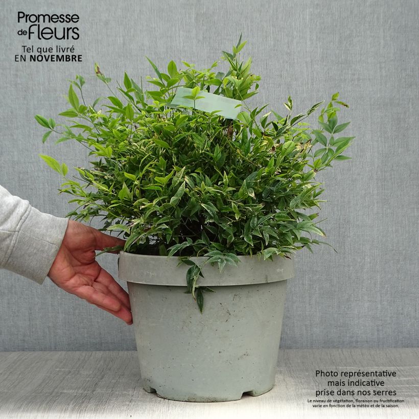 Example of Nandina domestica Lemon and Lime - Himmelsbambus Topf mit 7,5L/10L as you get in automne