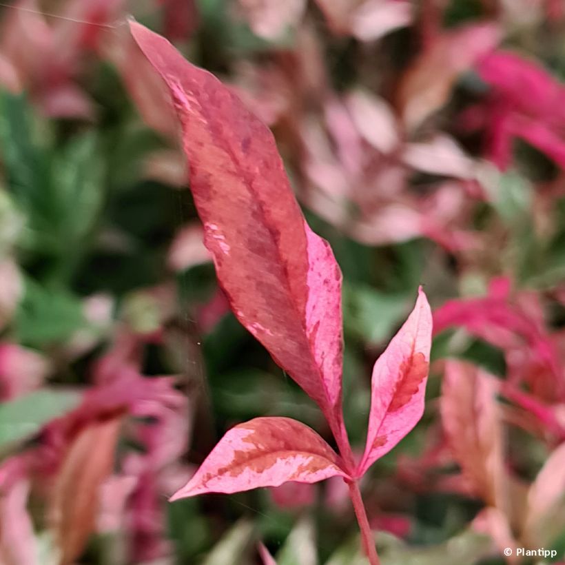 Nandina domestica Red Light - Himmelsbambus (Foliage)