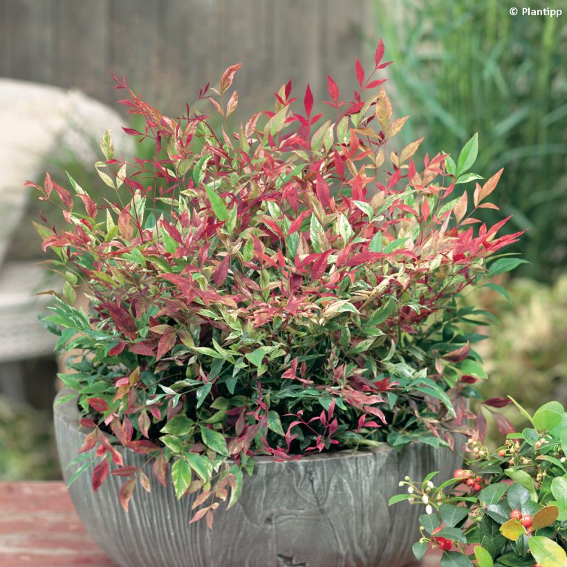 Nandina domestica Red Light - Himmelsbambus (Plant habit)