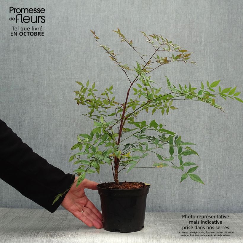 Example of Nandina domestica Richmond - Himmelsbambus Topf mit 2L/3L as you get in automne