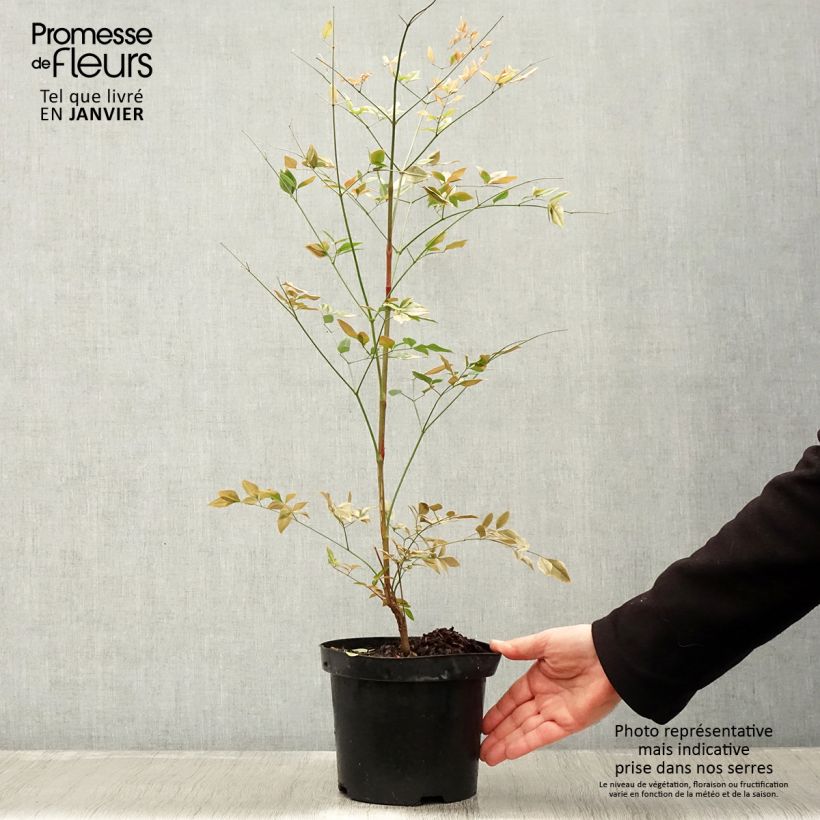 Exemplar von Nandina domestica Richmond - Himmelsbambus Topf mit 2L/3L wie im Winter geliefert