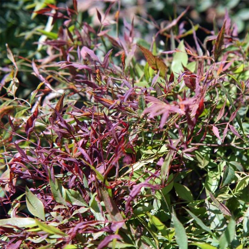 Nandina domestica Sienna Sunrise - Himmelsbambus (Foliage)