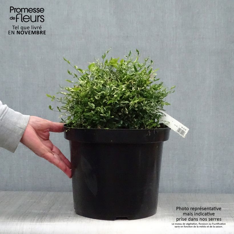 Example of Nandina domestica Twilight - Himmelsbambus Topf mit 7,5L/10L as you get in automne