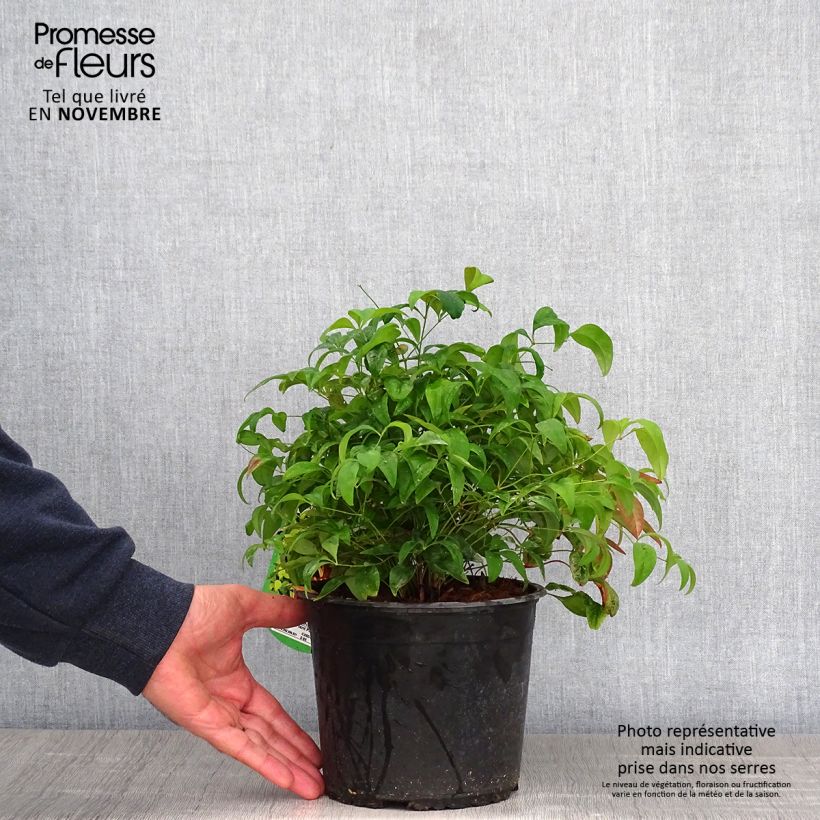 Example of Nandina domestica Wood's Dwarf - Himmelsbambus Topf mit 2L/3L as you get in automne