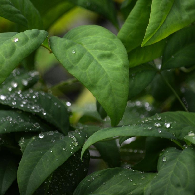 Nandina domestica Fire Power - Himmelsbambus (Foliage)