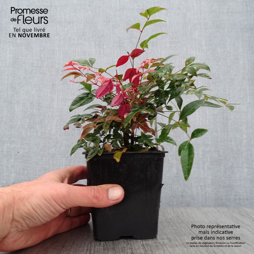 Example of Nandina domestica Obsessed Seika - Himmelsbambus Kleine Töpfe von 8/9 cm as you get in automne