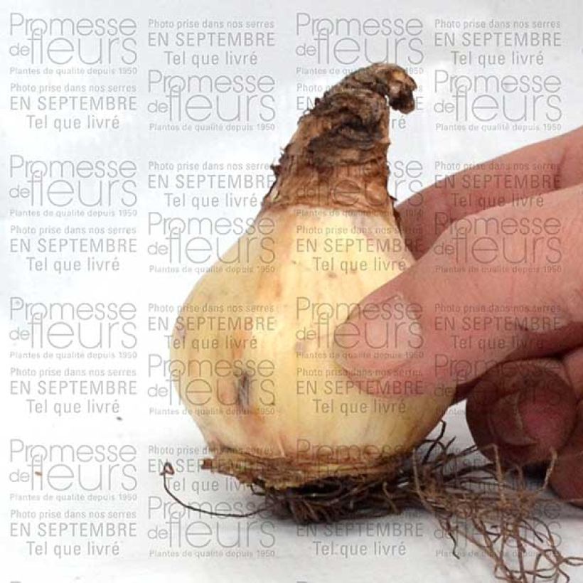 Example of Narcissus Misty Glen Zwiebel size 12 as you get