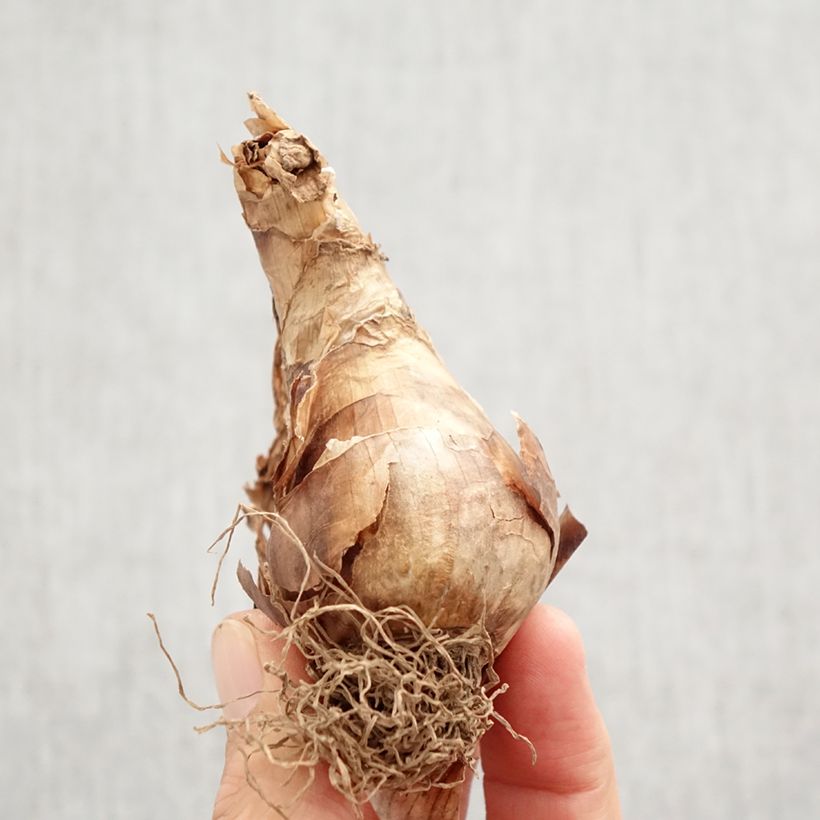 Exemplar von Narcissus Apple Pie Zwiebel Kaliber/Größe 12+ wie im Herbst geliefert