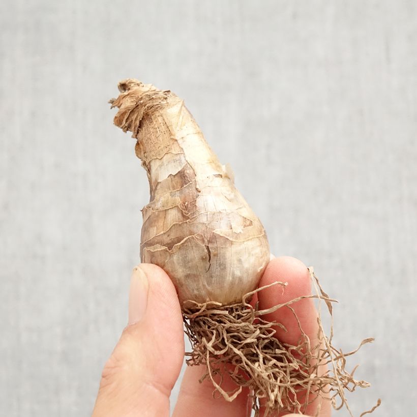 Exemplar von Narcissus Art Design Zwiebel Kaliber/Größe 12+ wie im Herbst geliefert