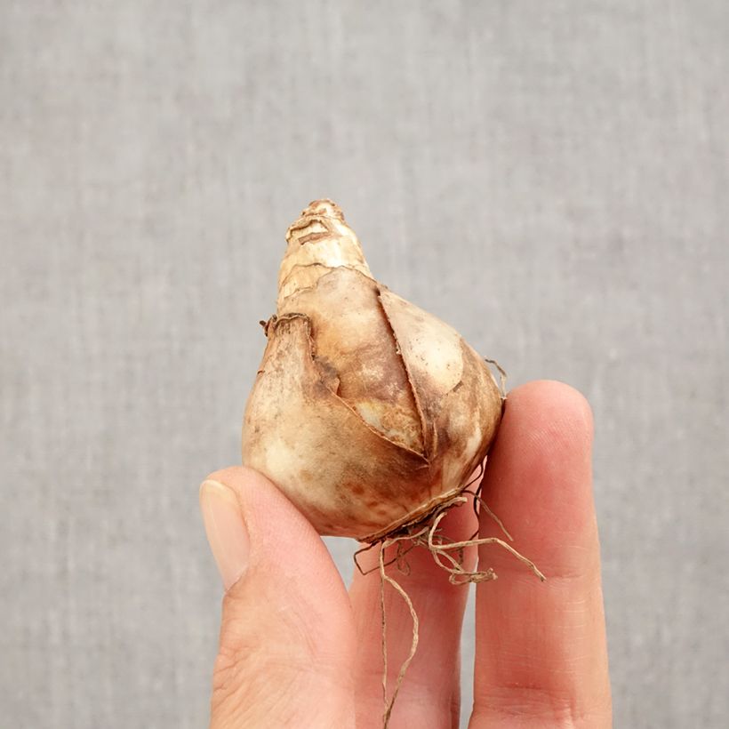 Exemplar von Narcissus Audubon Zwiebel Kaliber/Größe 14+ wie im Herbst geliefert