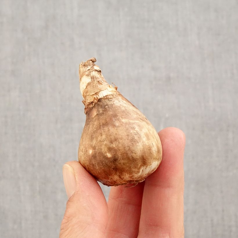 Exemplar von Narcissus tazetta Avalanche Zwiebel Kaliber/Größe 14+ wie im Herbst geliefert