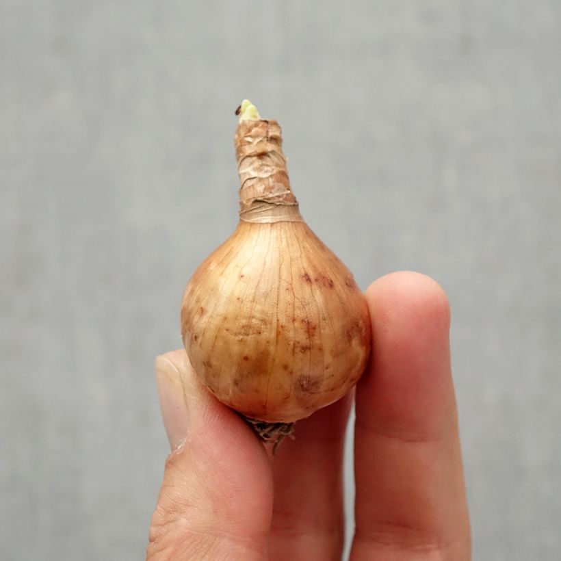 Example of Narcissus Blushing Lady Zwiebel size 10/12 as you get in automne