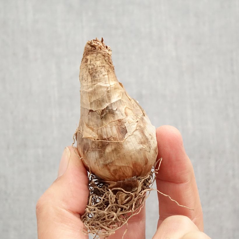 Exemplar von Narcissus Brackenhurst Zwiebel Kaliber/Größe 12+ wie im Herbst geliefert