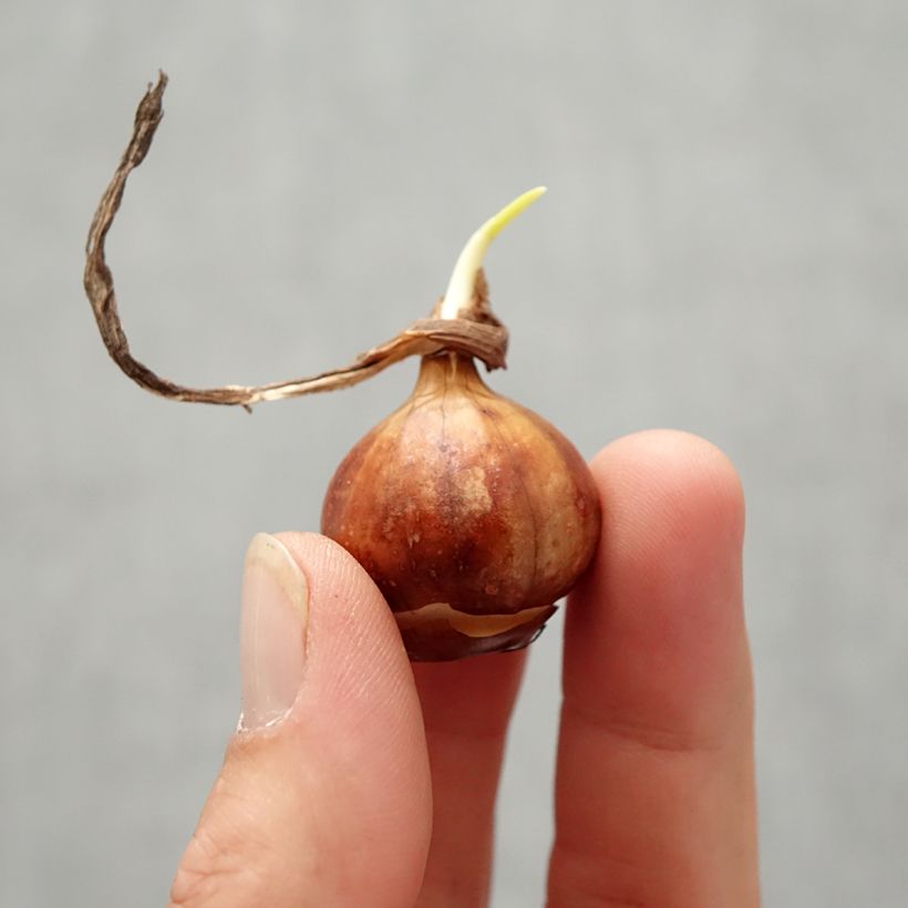 Example of Narcissus bulbocodium Cantabricus Zwiebel size 8+ as you get in automne