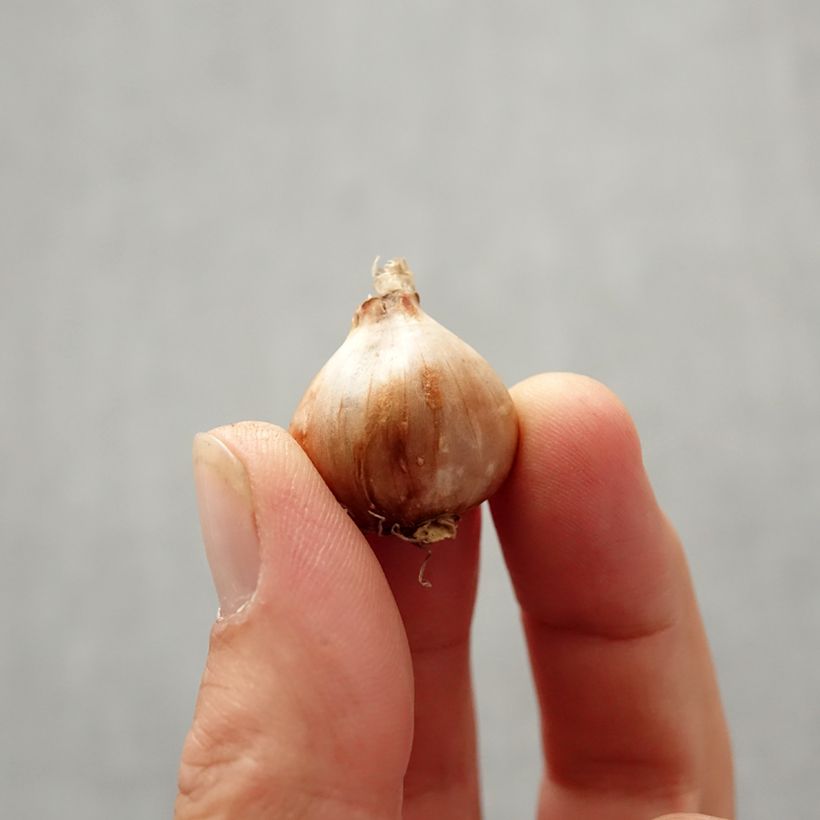 Example of Narcissus bulbocodium Golden Bells Zwiebel size 6+ as you get in automne