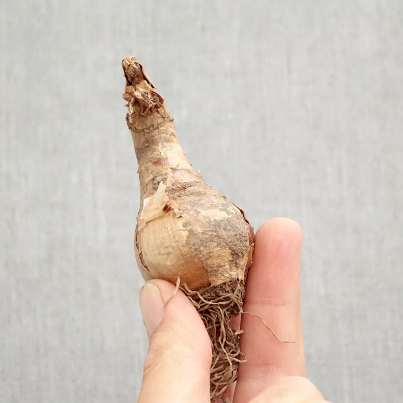 Exemplar von Narcissus Camelot Zwiebel Kaliber/Größe 12+ wie im Herbst geliefert