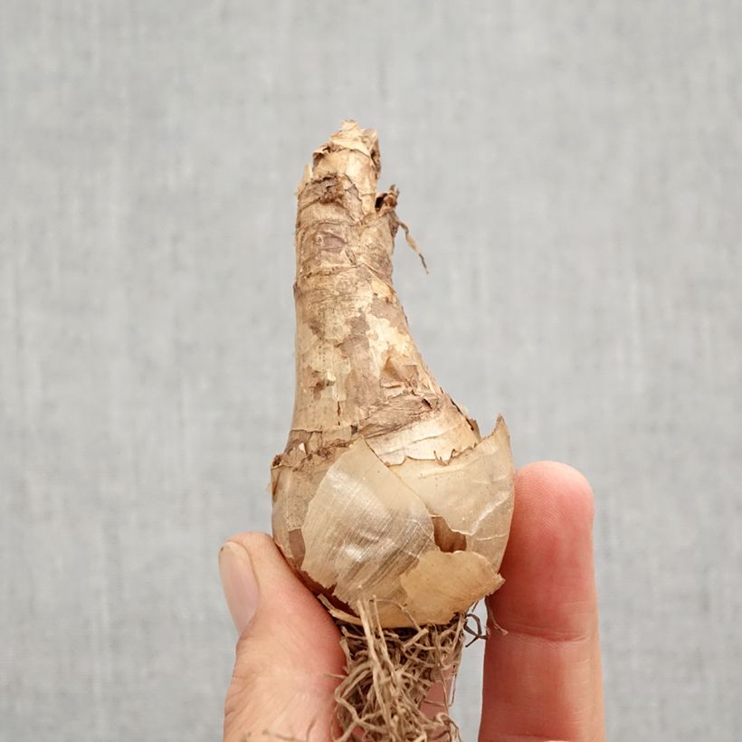 Exemplar von Narcissus Cassata Zwiebel Kaliber/Größe 12+ wie im Herbst geliefert