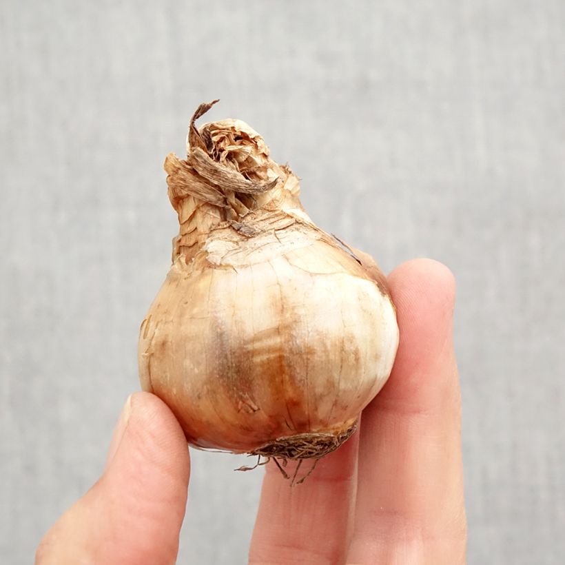 Exemplar von Narcissus Chantilly Zwiebel Kaliber/Größe 12+ wie im Herbst geliefert